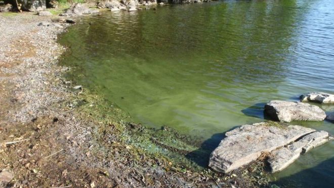 Heatwave causes build-up of deadly blue-green algae in British lakes: Waters infected with toxic bacteria can kill dogs and cause brain damage in humans, experts warn