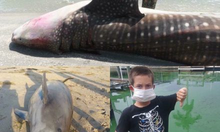 Hundreds of dead sea turtles, manatee, whales, dolphins, and marine life dead on SW FL beaches – The Truth About Red Tide/Blue Green Algae Nightmare