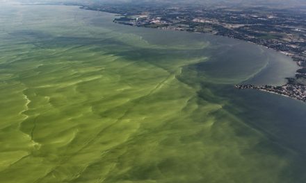Glyphosate sprayed on GMO crops linked to Lake Erie’s toxic algae bloom