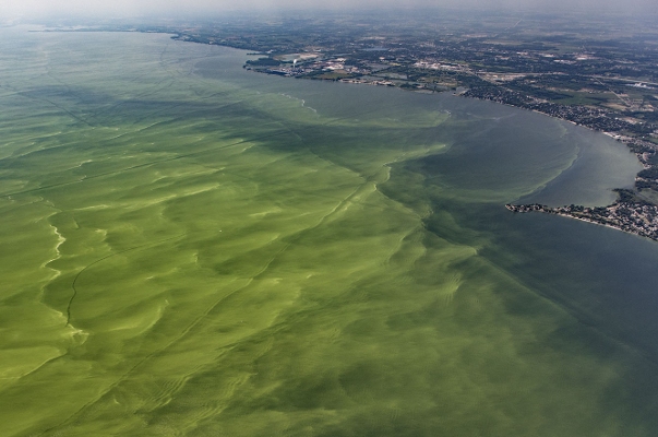 Glyphosate sprayed on GMO crops linked to Lake Erie’s toxic algae bloom