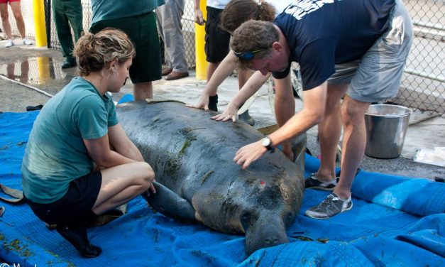 ABC: Cancer-causing compounds found in alligators, dolphins, wildlife at Kennedy Space Center