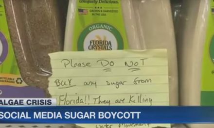 NBC: People boycotting sugar in protest of algae crisis