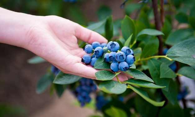 Stop buying blueberries- use this clever method to get a never ending supply