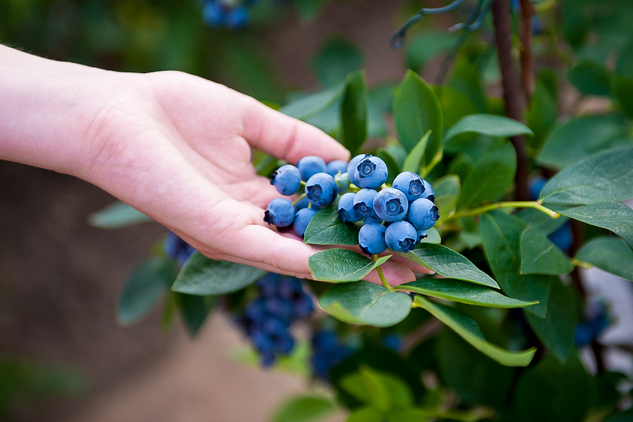 Stop buying blueberries- use this clever method to get a never ending supply