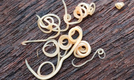 Roundworms revived after being frozen 42,000 years, start moving around and eating