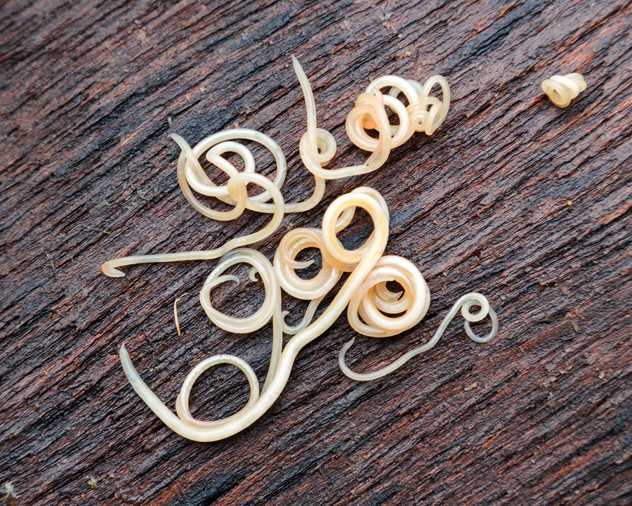 Roundworms revived after being frozen 42,000 years, start moving around and eating