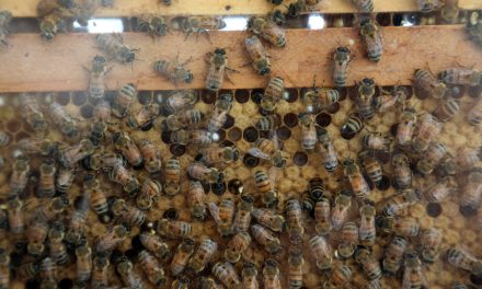 To fight bee die-off Virginia now offering all citizens their own beehives