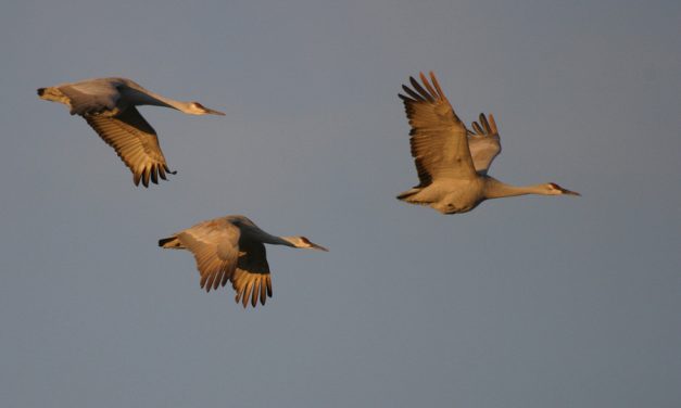 NBC: University of Florida guns down birds, many endangered, to protect their experiments on frankenfood