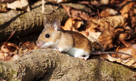 One scientist’s radical idea to engineer mice and stop Lyme disease