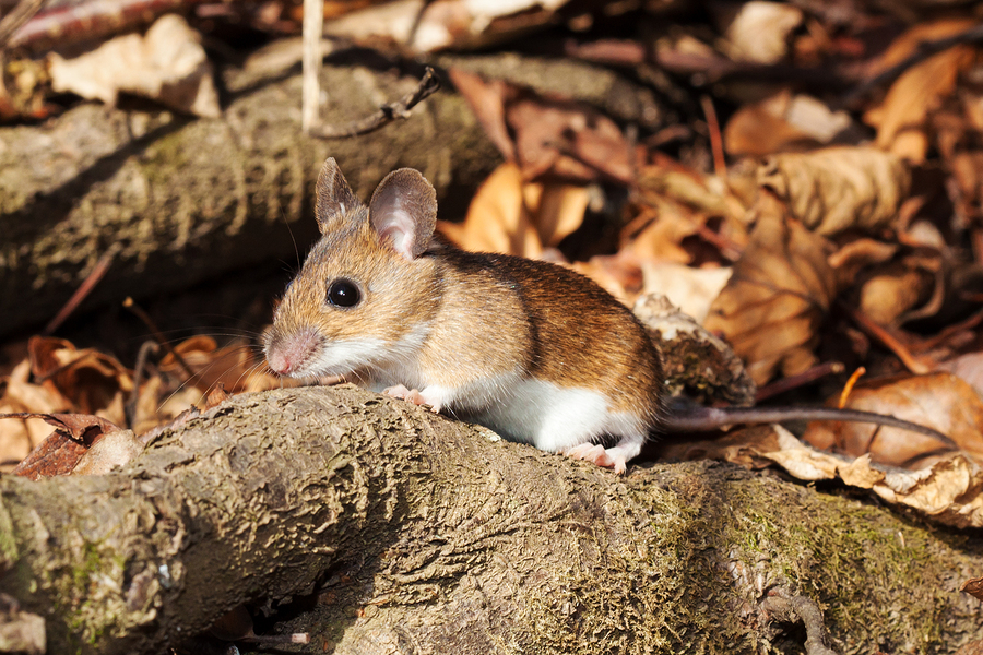 One scientist’s radical idea to engineer mice and stop Lyme disease