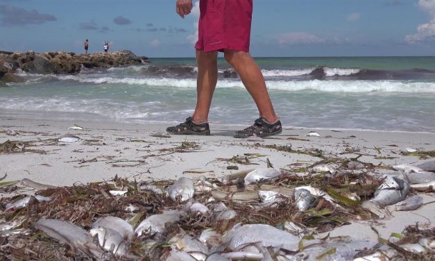 NBC: Erin Brockovich slams Florida officials over algae crisis: ‘Do your damn jobs’