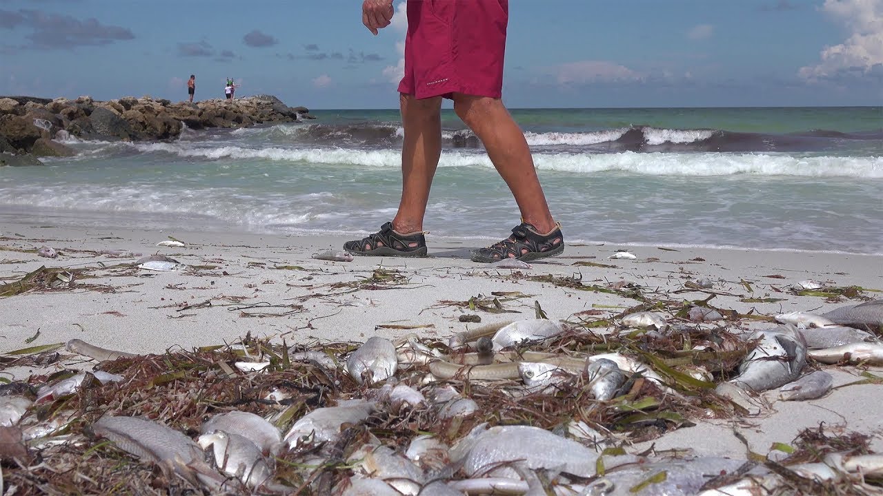 NBC: Erin Brockovich slams Florida officials over algae crisis: ‘Do your damn jobs’
