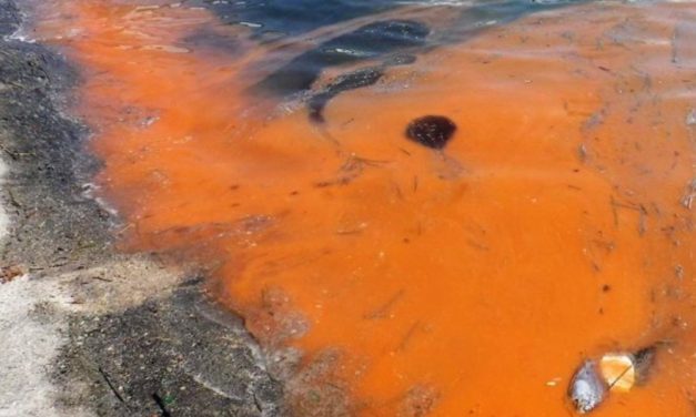 Fox: Florida declares state of emergency over toxic algae bloom killing everything in its wake