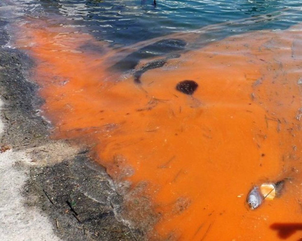 Fox: Florida declares state of emergency over toxic algae bloom killing everything in its wake