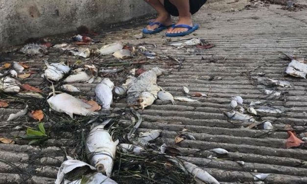 Ties Between ‘Red Tide Expert’ (MOTE) and Florida Polluter (MOSAIC) Raises Red Flags