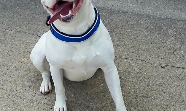 The stray dog’s smile made him famous. Then police said he looked too dangerous to stay in his new home.