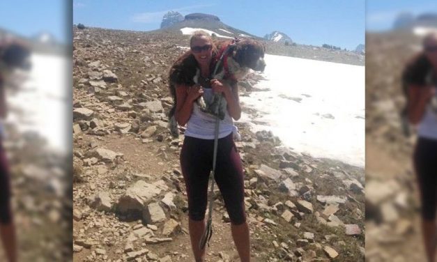 Hiker adopts injured dog she carried down 11,000-foot mountain