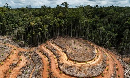Investigation shows Nestlé, Heinz, and other major brands are STILL driving rainforest destruction for palm oil