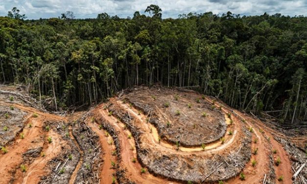 Investigation shows Nestlé, Heinz, and other major brands are STILL driving rainforest destruction for palm oil