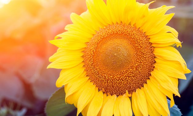 Woman records unique voice of sunflower—it sounds like music from other dimension