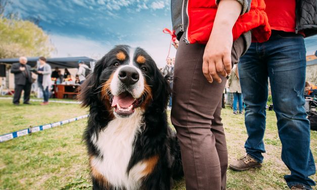 Grain-free, exotic dog food linked to heart disease