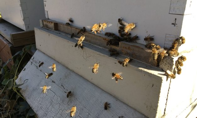 Experts point to red tide, blue-green algae for some problems in SWFL’s bee population