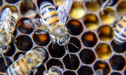 Glyphosate linked to bee deaths