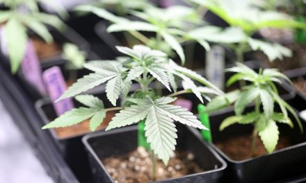 Nature: Coming soon to a lab near you? Genetically modified cannabis