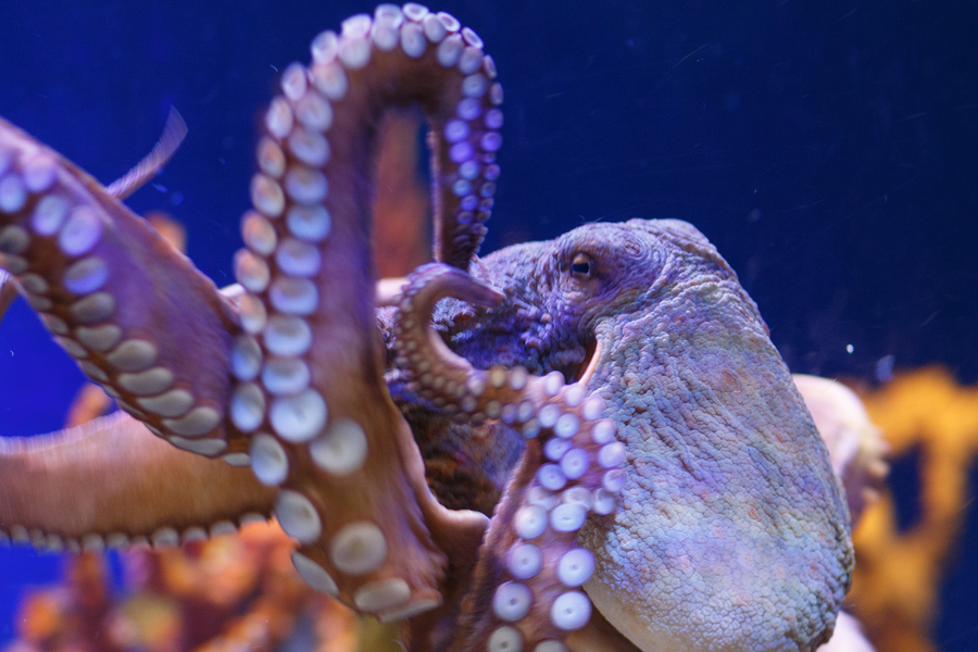 Scientists just gave octopuses Ecstasy for the first time and the results were profound
