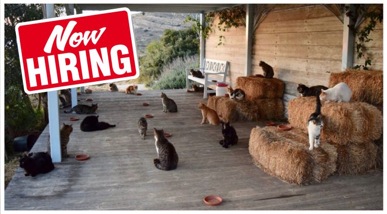 Paid job offer for someone to take care of 55 cats in Greece