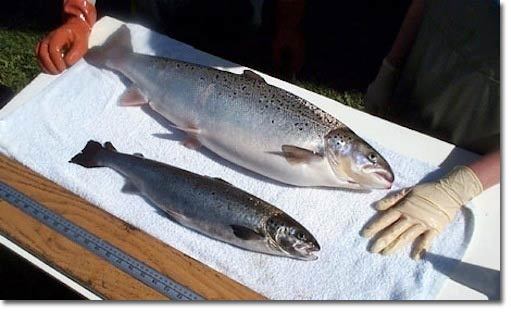 GMO salmon maker refuses to disclose who they are selling to