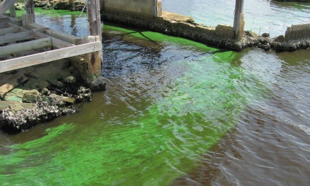 Poisoned by the river: Toxic algae and the fight to save dogs on the Florida Coast