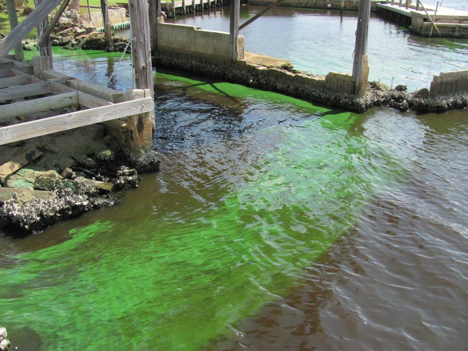 Poisoned by the river: Toxic algae and the fight to save dogs on the Florida Coast