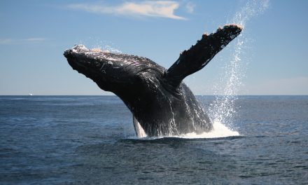 Humpback whales are falling silent and the reason will make you cry