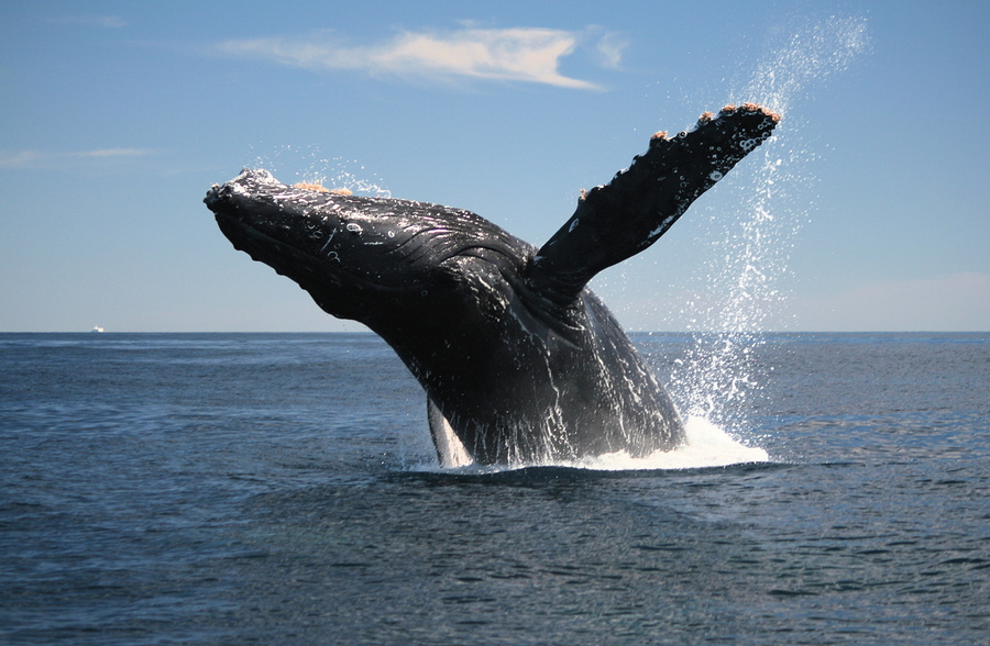 Humpback whales are falling silent and the reason will make you cry