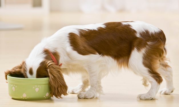 Daily Mail: Scientists discover traces of controversial weed killer glyphosate linked to cancer in popular pet food