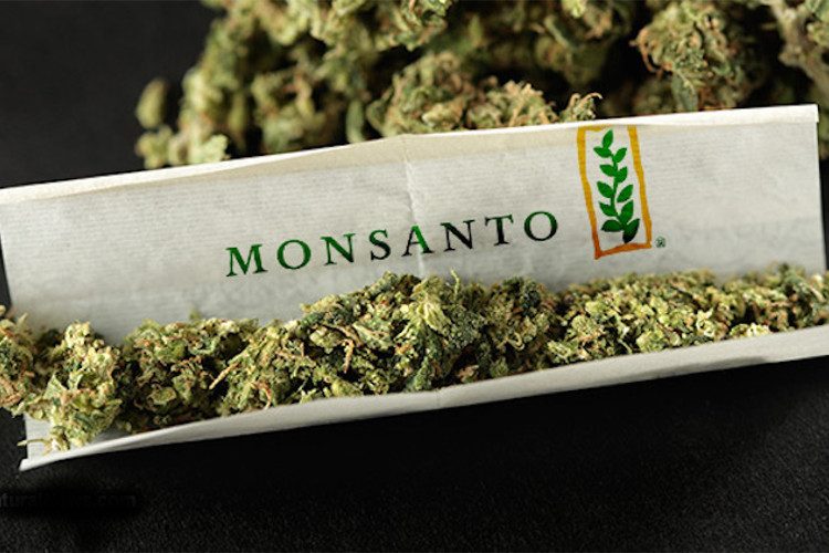 Monsanto and Bayer are moving to create a monopoly on marijuana