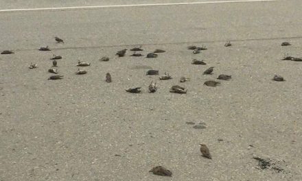 Dozens of birds fall out of the sky in mysterious ‘mortality event’