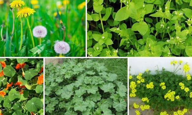 Weeds growing in poor urban areas more nutritious than grocery store produce