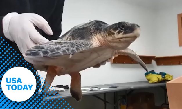 More than 100 sea turtles found dead off Cape Cod