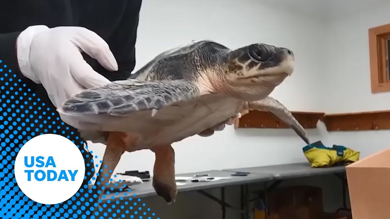 More than 100 sea turtles found dead off Cape Cod