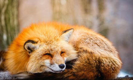 Norway announces that it will shut down all fur farming factories by 2025
