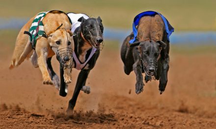 Historic ban on dog racing scores easy win with Florida voters