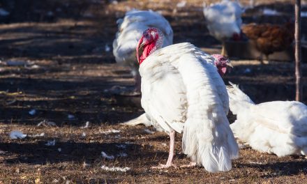 Fox: CDC warns of salmonella outbreak in turkey, won’t name food producers