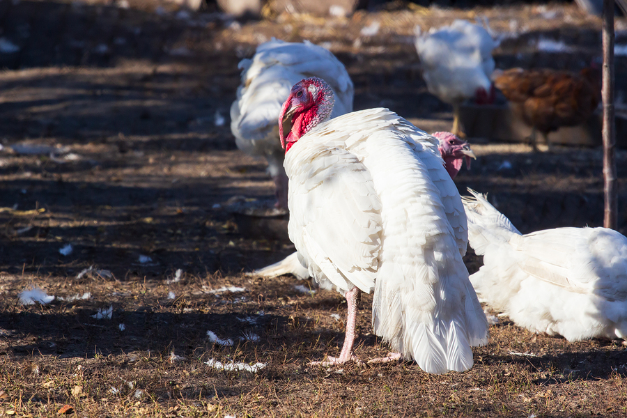 Fox: CDC warns of salmonella outbreak in turkey, won’t name food producers