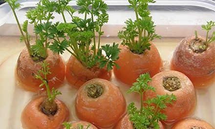 20 vegetables and herbs you can grow indoors from scraps