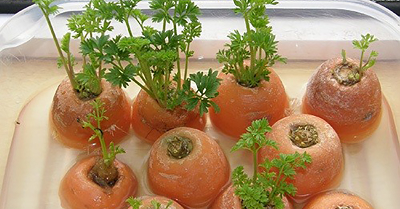 20 vegetables and herbs you can grow indoors from scraps