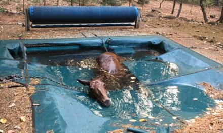 Horse found ‘shivering uncontrollably’ survives California wildfire by hiding in backyard pool