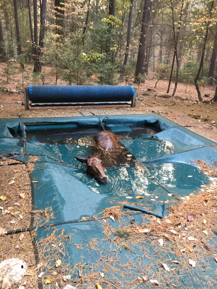 Horse found ‘shivering uncontrollably’ survives California wildfire by hiding in backyard pool