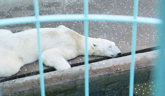 World’s saddest polar bear dies after spending 21 years in concrete pit
